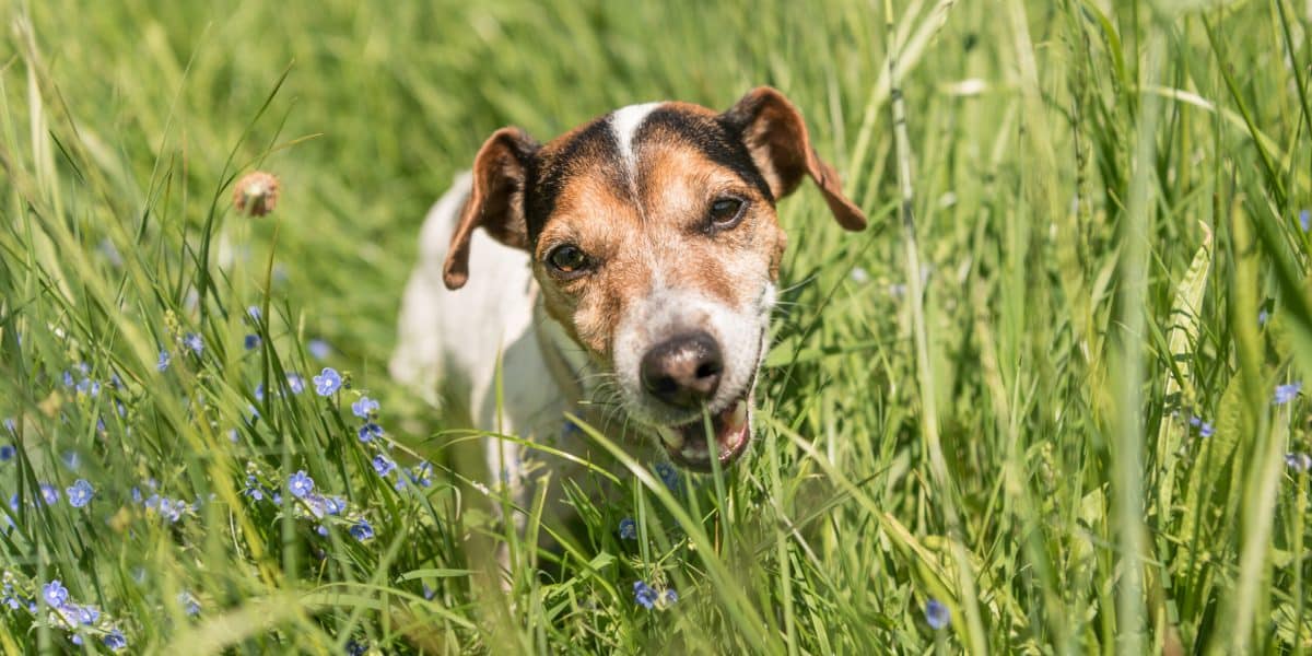 I cani mangiano l'erba