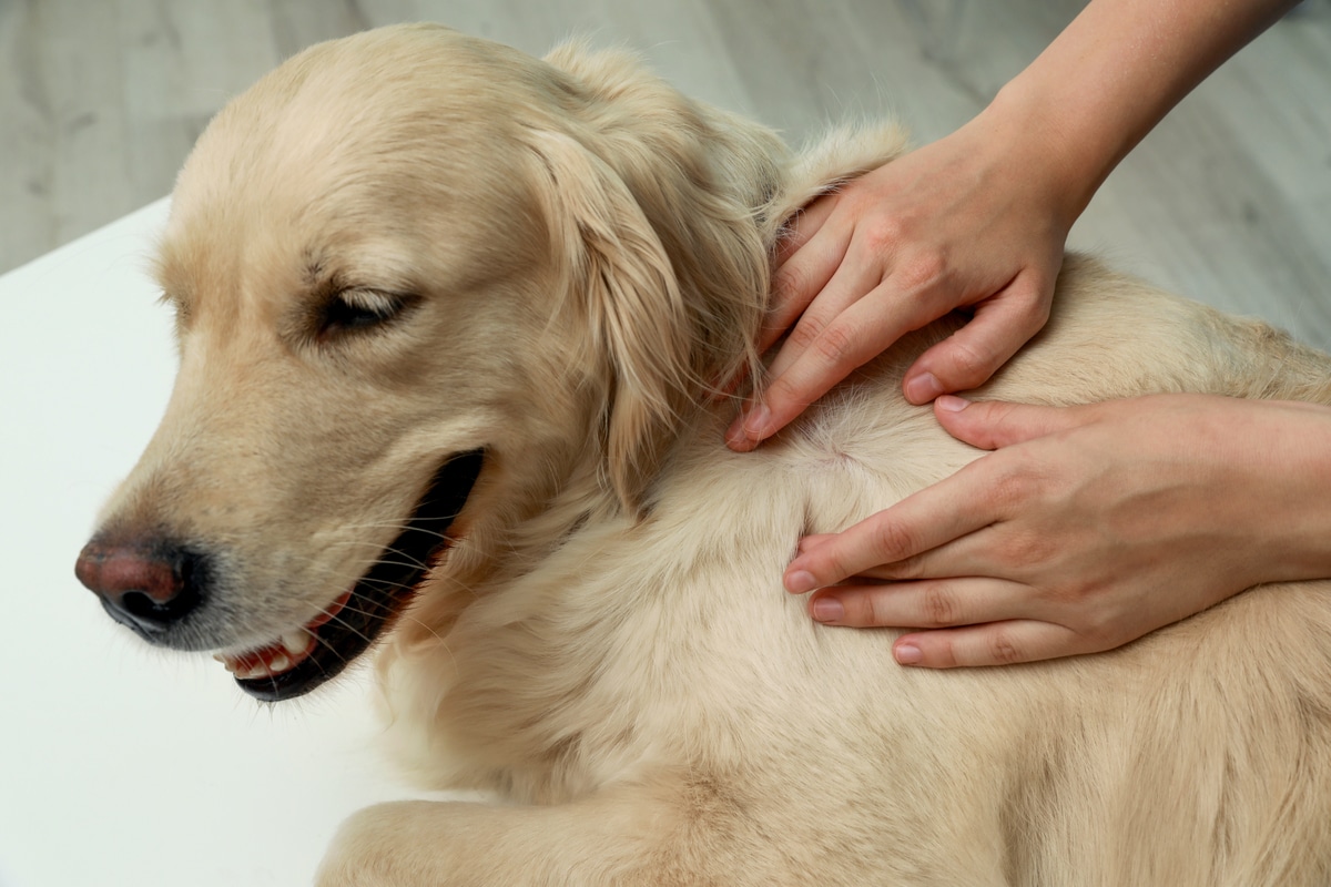 Anti-zecche per i cani
