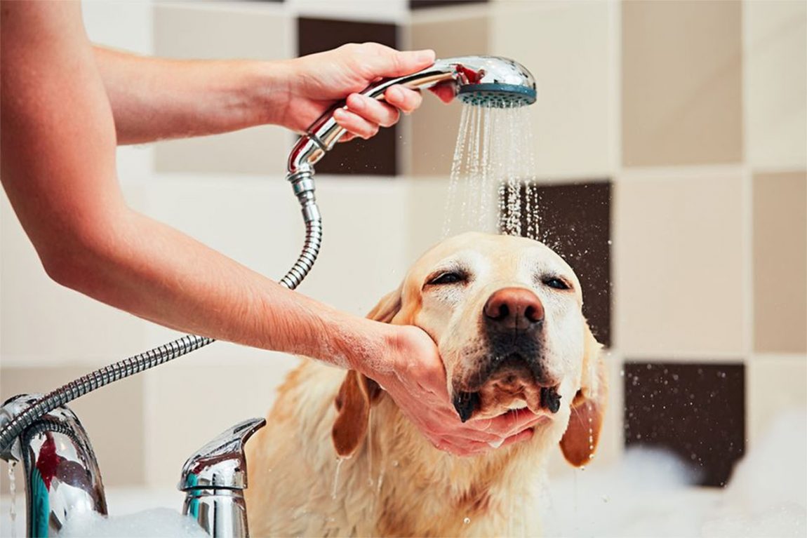 Toelettatura del cane