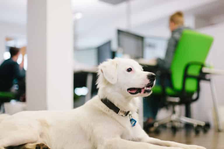 cane in ufficio