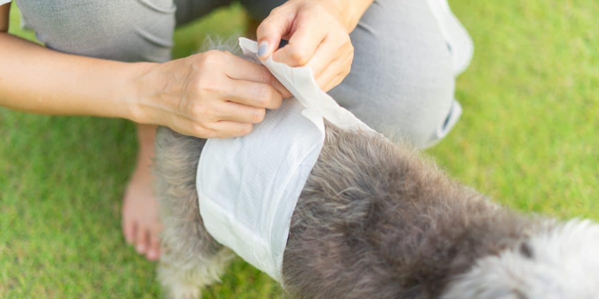 Calore nel cane femmina