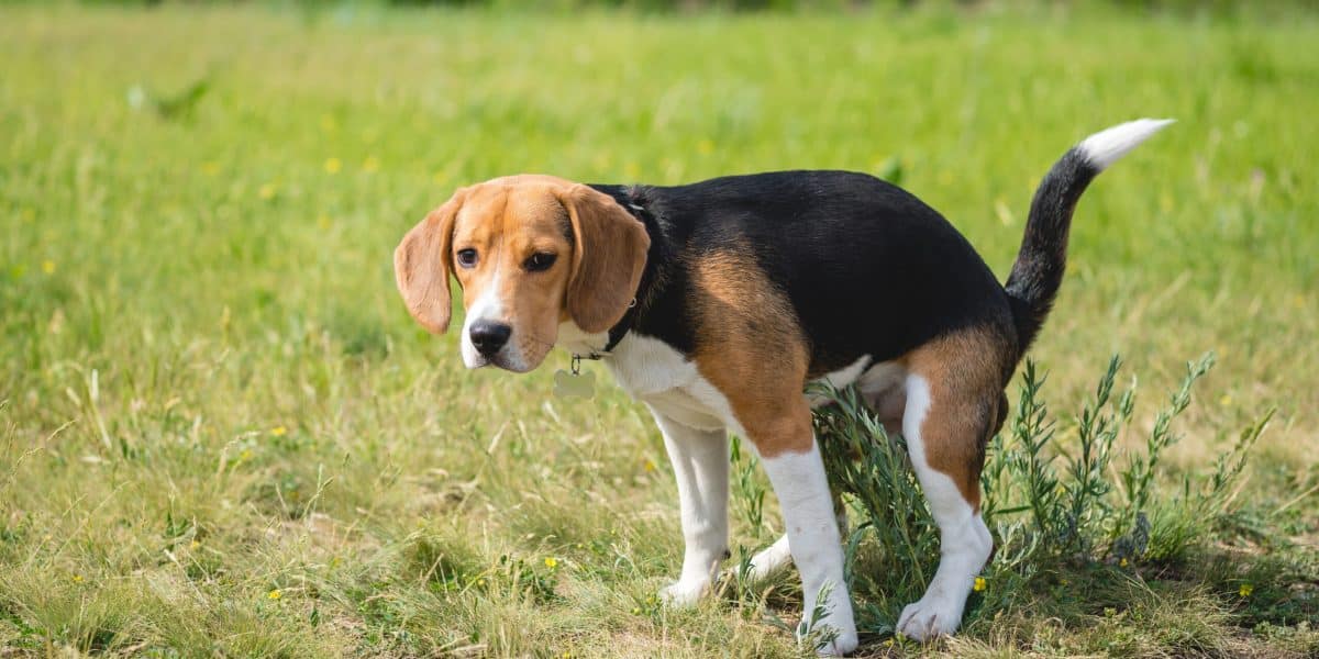 Stitichezza nei cani