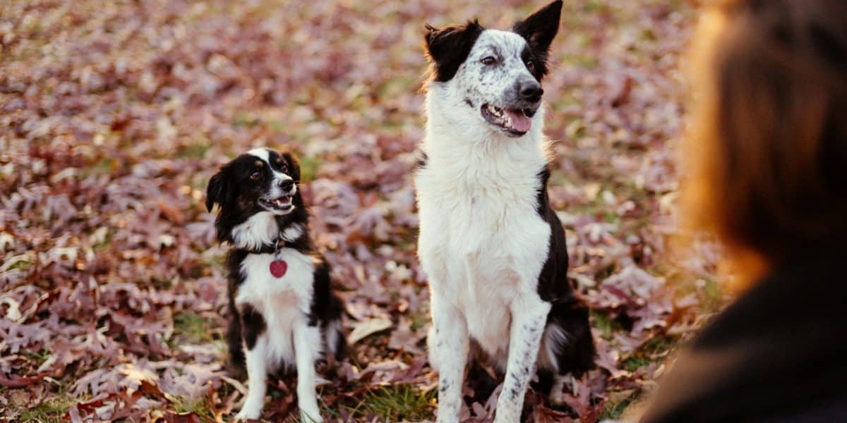 Fatti affascinanti sui cani
