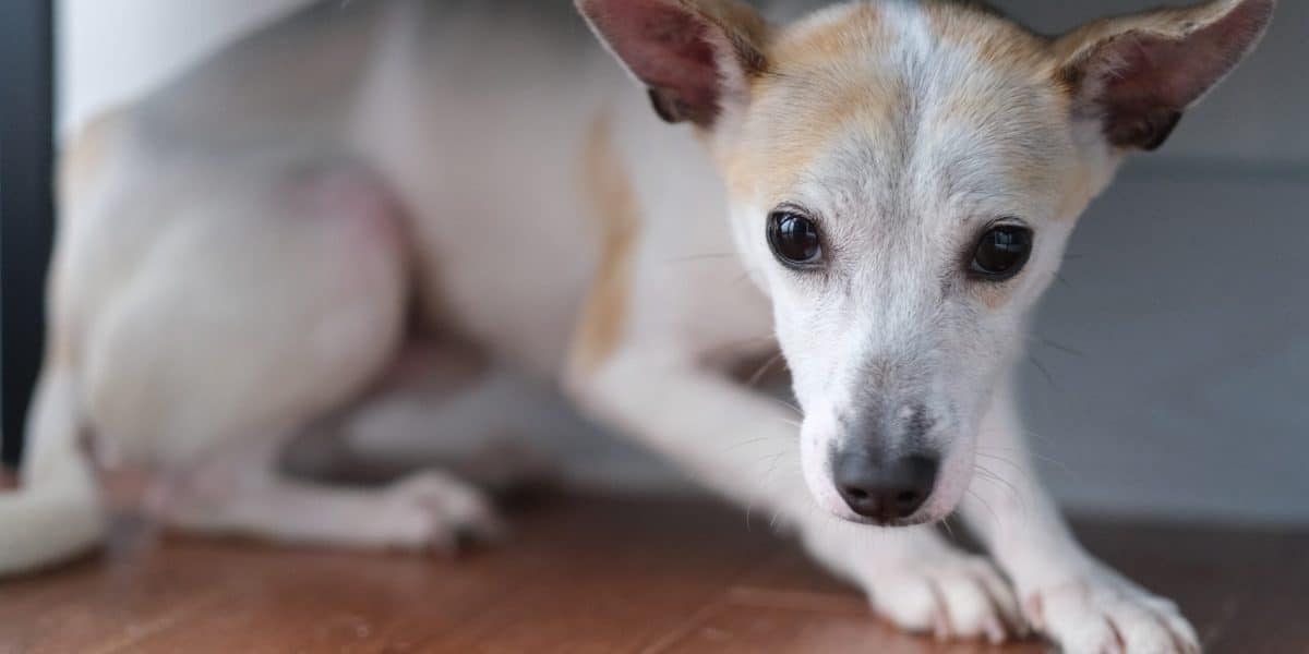 Stress nel cane